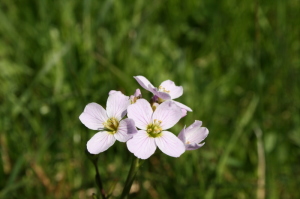 Cardamine des Prés