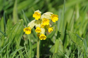 Primevere Officinale